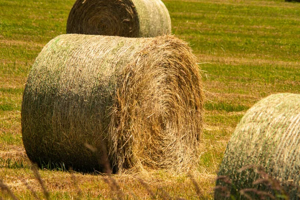 Grass Wheat Rolls Left Field Harvesting Grain Crops Harvesting Straw — Foto de Stock