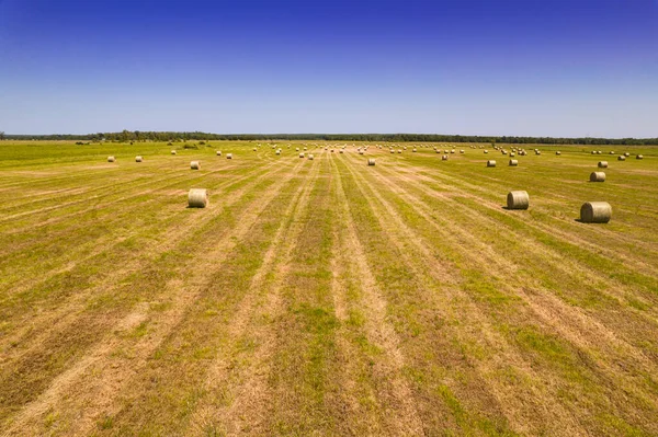 Summer Farm Scenery Haystacks Bales Hay Field Landscape Rolls Scattered —  Fotos de Stock