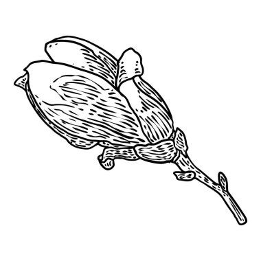 Magnolia çiçeği ve taç yaprakları posterler, davetiyeler ve tebrik kartı tasarımları için resimler çiziyor. Dal üzerindeki beyaz manolya çiçeği doğal ağaç bitkilerinden, yalıtılmış elementlerden. Vektör. 