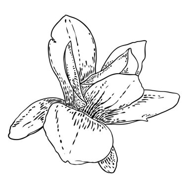 Manolya çiçeği kafası beyazda izole edilmiş. Manolya 'nın üst tarafındaki açık bahar çiçekleri, el yapımı. Vektör.