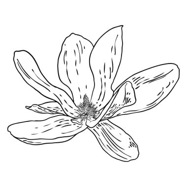 Manolya çiçeği kafası beyazda izole edilmiş. Manolya 'nın üst tarafındaki açık bahar çiçekleri, el yapımı. Vektör.