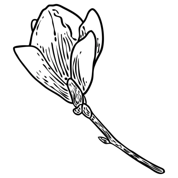 Magnolia Flower Leaves Drawing Illustration Blooming Branch Patterns Creator Hand — стоковый вектор