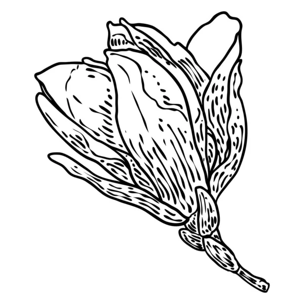 Magnolienblüten Und Blütenblätter Zeichnen Illustrationen Für Poster Einladungs Und Grußkarten — Stockvektor