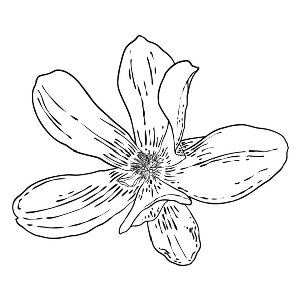 Magnolienblütenkopf Isoliert Auf Weiß Seitenansicht Der Magnolie Frühling Blühend Von — Stockvektor