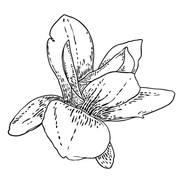 Magnolia Flor Cabeça Isolada Branco Vista Lateral Superior Magnólia Aberto — Vetor de Stock