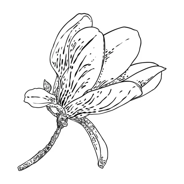 Κεφάλι Της Μανόλια Στο Κλαδί Άνοιξη Λουλούδι Άνθιση Βοτανική Απεικόνιση — Διανυσματικό Αρχείο
