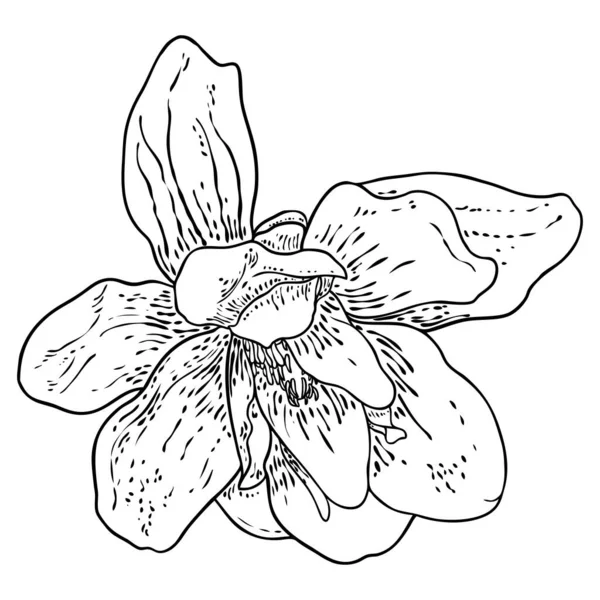 白に孤立したマグノリアの花頭 マグノリアの上部側のビューを開く春の開花 手を描いた ベクトル — ストックベクタ