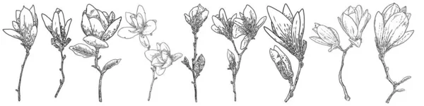 Ensemble Dessins Fleurs Magnolia Croquis Brindilles Florales Botanique Vrai Arbre — Image vectorielle
