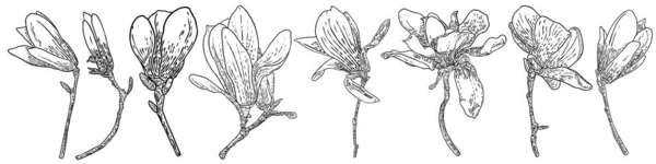 Capul Magnolia Setul Ramuri Floare Primăvară Set Flori Ilustrație Botanică — Vector de stoc