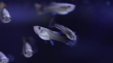Küçük akvaryum guppy balıklarının makro çekimi. Tatlı su gupileri olan küçük bir akvaryum. Büyük bir hobi balık sürüsü ile balık havuzu.