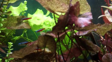 Akvaryum bitkilerinin ve su bitkilerinin ve otların ormanlarında saklanan Neon Tetra balıklarının makro çekimi olan Red Tiger Lotus ve Rotala indica. Hobi balık sürüleriyle dolu balık havuzu..