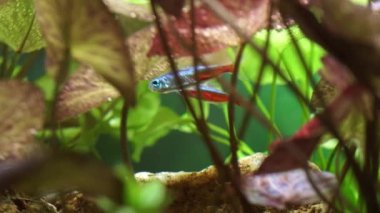 Küçük akvaryum Neon Tetra balıklarının makro çekimi. Neon Tetra 'lı küçük bir akvaryum. Büyük bir hobi balık sürüsü ile balık havuzu.