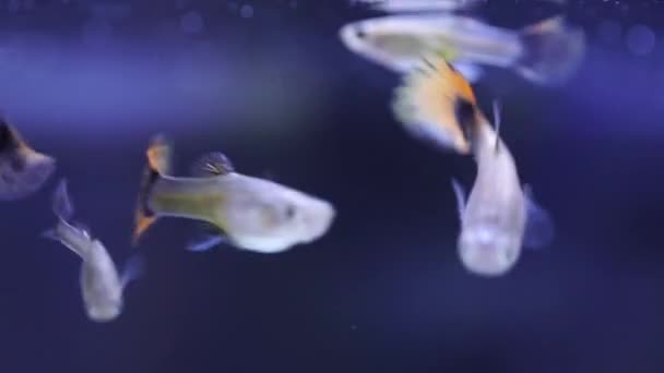 매크로 샷작은 수족관 물고기 아름다운 송사리가 수족관 물고기가 물고기 웅덩이 — 비디오