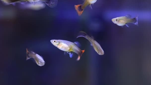 Männliche Und Weibliche Guppy Fische Oder Regenbogenfische Kleine Süßwasserfische Aquarium — Stockvideo
