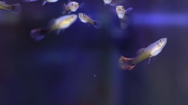 Guppy Fisk Hord Hemmet Akvarium Makro Närbild Hemma Hobby Poecilia — Stockvideo