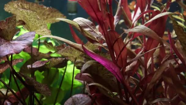 아마존강을 좋아하는 수족관의 인기있는 식물인 라인케 Alternanthera Reineckii 남아메리카에 자생하며 — 비디오