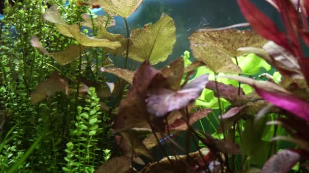 Makro Akvaryum Neon Tetra Guppy Balıkları Bitkileri Yabani Otlar Ormanında — Stok video