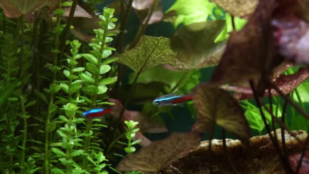 Makroaufnahme Kleiner Aquarien Neon Tetra Fische Kleines Aquarium Mit Schönem — Stockvideo
