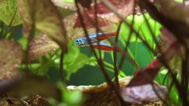 Makro Strzał Małych Akwarium Neon Tetra Ryb Małe Akwarium Pięknym — Wideo stockowe