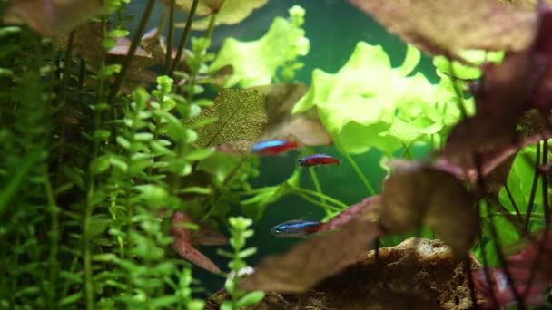 Macro Shot Little Aquarium Neon Tetra Fishes Pequeno Aquário Com — Vídeo de Stock