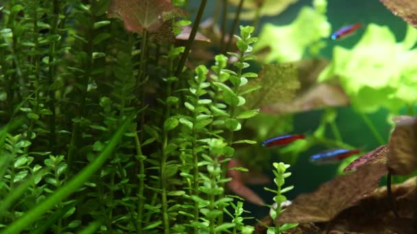 Makroaufnahme Von Aquarienpflanzen Und Neon Tetra Fischen Die Sich Wald — Stockvideo