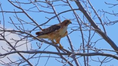 Kızıl kuyruklu şahin, Buteo jamaicensis, Toronto, Ontario Kanada havaalanı yakınlarındaki ağaç dalında. Kuzey Amerika. Şehirdeki vahşi yaşam.