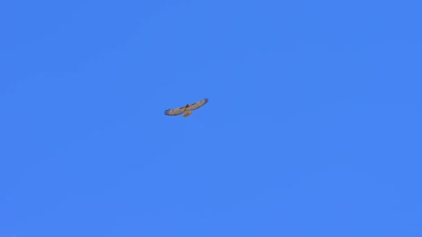 Rotschwanzfalkenvogel Fliegt Den Blauen Himmel Der Nähe Des Flughafens Toronto — Stockvideo