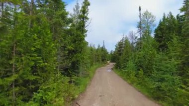 Araç görüş açısına göre açık araziye çıkıyor. Vahşi çam ormanlarında, kır yolundaki araba. Yazın kırsal bölgelerde gezip doğayı keşfediyorum. Amerikan vahşi doğası ve ormanları.