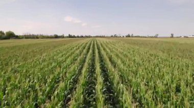 Corn field agricultural landscape cinematic footage. View on corn maize seedling in the farm field. Biomass crops in agriculture. Production, plantation and harvest concept.