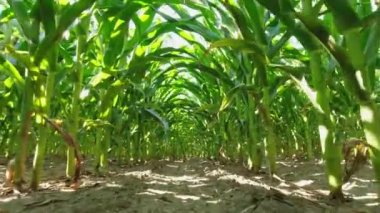 Walking farmer through row of corn seedling crops point of view, in the field at the summer season. Close-up green corn in the field. Agriculture, farming and harvest of ripen corn.