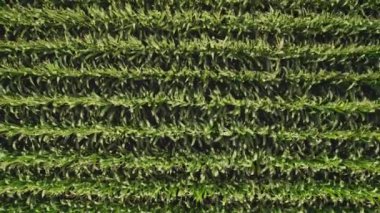 Geometrical aerial top view of a green corn field. Flying view of wind gushing through green corn seedlings. Wind playing and moving corn tops in pattern. Agricultural landscape.