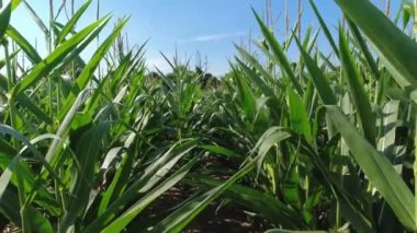 Close up of growing young maize of corn seedling plants cultivated on agricultural countryside farmland. Inspection of crops on sunny day. Wind movement in green corn field. Food agriculture.