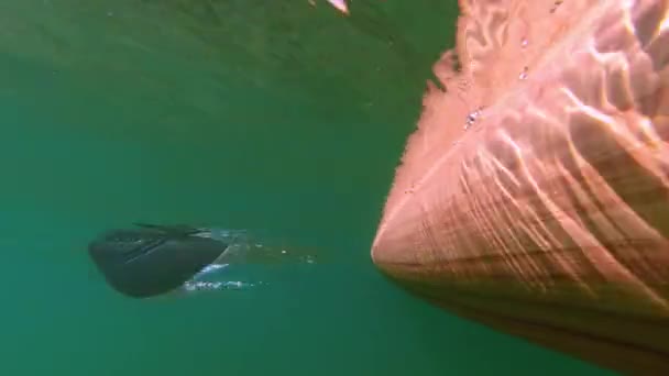Вид Подводного Дайвера Надувную Доску Sup Гребли Водные Виды Спорта — стоковое видео
