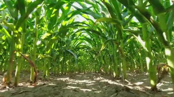 Walking Farmer Row Corn Seedling Crops Point View Field Summer — Stock video