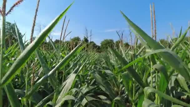 Pěší Bod Pohled Zelené Krásné Čerstvé Kukuřičné Listy Modré Nebe — Stock video
