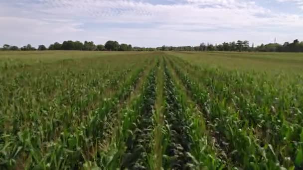Agriculture Leaves Corn Seedling Sunny Day Corn Plantation Green Lush — Vídeo de Stock