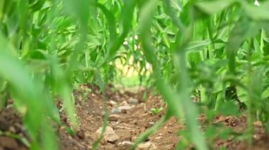 Moving focus in organic community vegetable garden with corn sidling. Community kitchen garden in the small neighbourhood at summer. Corn leaves in small urban farm.