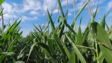 POV toprak zeminini ve kökleri olan köklerin sağlığını inceler. Tatlı mısır, yakından tarla, taze yeşil mısır tohumu. Büyüyen mısır.