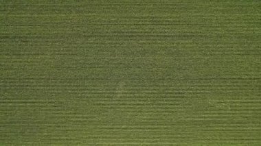 Aerial view top shot of green large field with corn crops at summer day. Agriculture food production, plantation and harvest concept. Above top view of young fresh seedling crops lines zooming in.