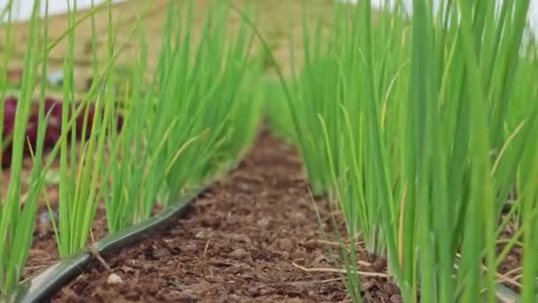 Foco Movimento Jardim Comunidade Vegetal Orgânica Com Cebola Verde Cebolinha — Vídeo de Stock