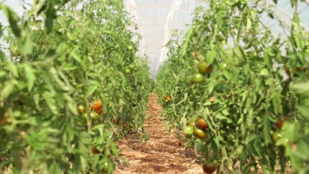Fokusförskjutning Stor Tomatväxthusinteriör Stadsträdgården Växthus Med Gröna Och Röda Tomater — Stockvideo