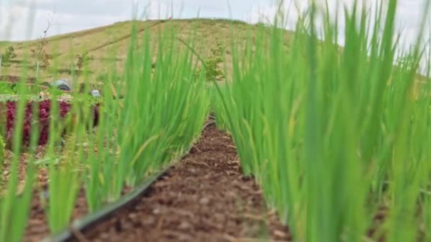 Bewegender Fokus Auf Bio Gemüse Gemeinschaftsgarten Mit Grünen Zwiebeln Oder — Stockvideo