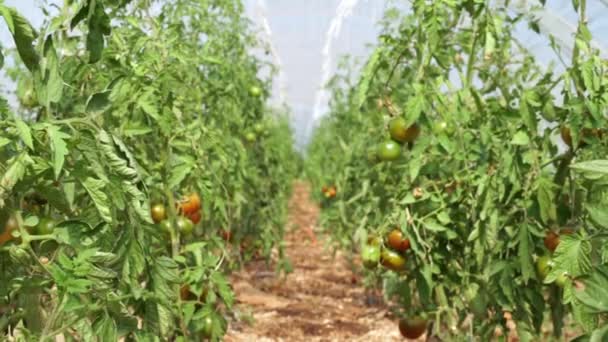 정원에 토마토 온실에서 집중적 변화가 있습니다 빨간색 토마토가 온실입니다 여름의 — 비디오