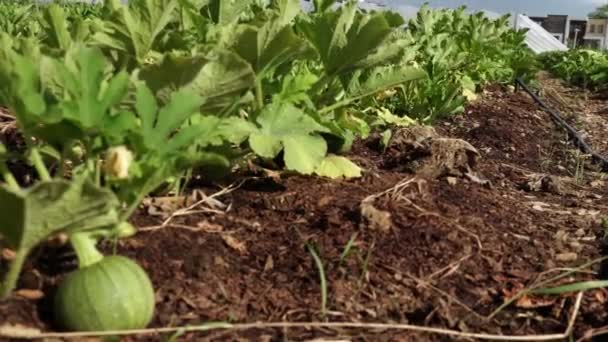 Bewegender Schwerpunkt Bio Gemüsegarten Mit Kürbis Sommer Saisonale Bepflanzung Einem — Stockvideo