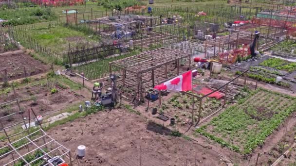 Neighbourhood Urban Garden Hands Grown Green Vegetables Agriculture City Citizens — Stockvideo