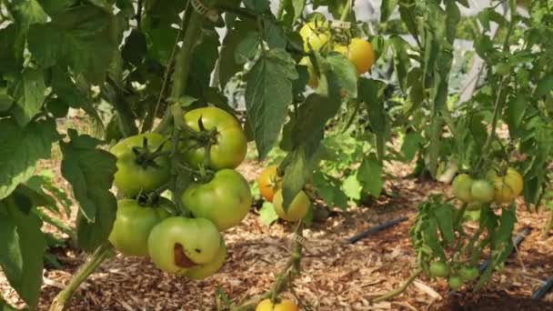Nahaufnahme Von Tomaten Gewächshaus Eines Städtischen Gartens Grüne Tomaten Fast — Stockvideo