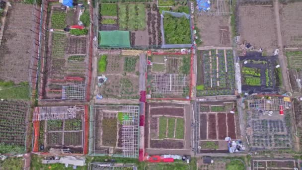 Neighbourhood Urban Garden Hands Grown Green Vegetables Agriculture City Citizens — Vídeo de Stock