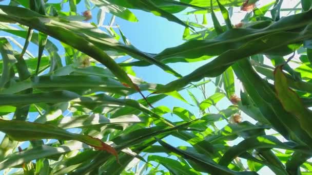 Examination Young Seedling Cobs Unripe Corn Cornfield View Soil Ground – Stock-video