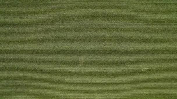 Aerial View Top Shot Green Large Field Corn Crops Summer — Stockvideo