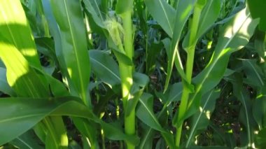 Cinematic pan across fresh young corn field crops at summer evening golden hour. Agriculture and food corn grains inspection. Green maize lush and stems.